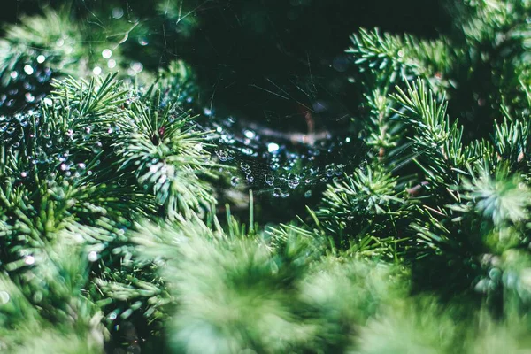 Selective Focus Shot Pine Branches Blurry Background — Stock Photo, Image