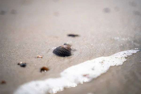 Närbild Selektiv Fokus Skott Snäckskal Sandstrand Nära Havet — Stockfoto