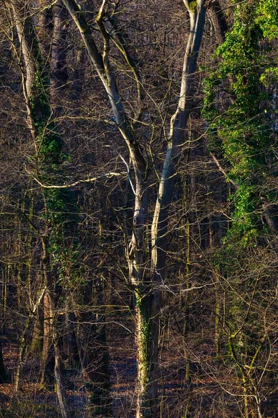Tiro Vertical Uma Árvore Velha Uma Floresta Maksimir Park Zagreb — Fotografia de Stock