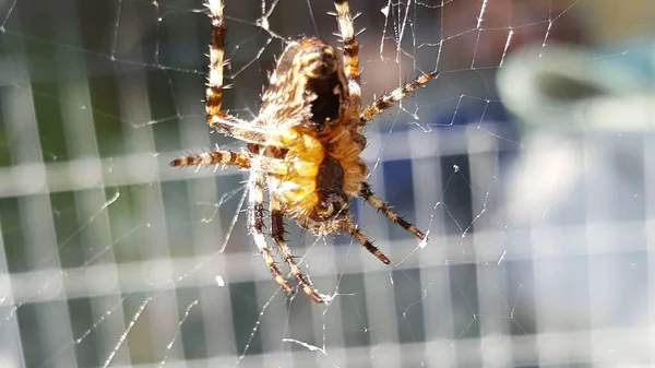 Selektivní Ostření Záběru Pavouka Přecházejícího Síti — Stock fotografie