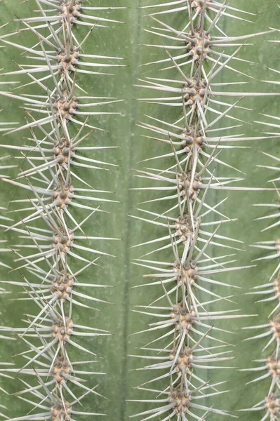 Primer Plano Una Planta Cactus Verde Con Espinas — Foto de Stock
