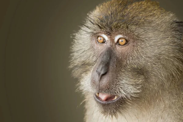 Een Close Schot Van Een Aap Met Zijn Ogen Wijd — Stockfoto