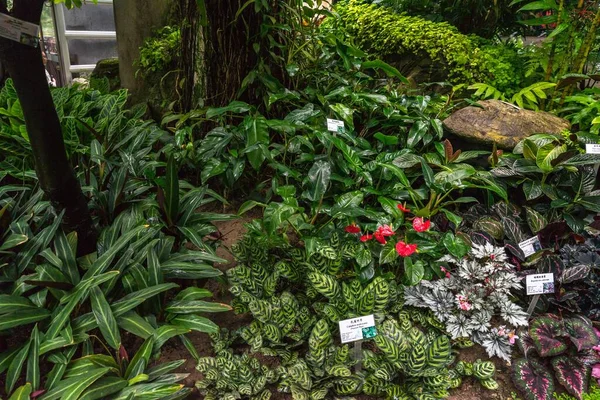 Invernadero Parque Hong Kong Con Diferentes Tipos Plantas — Foto de Stock