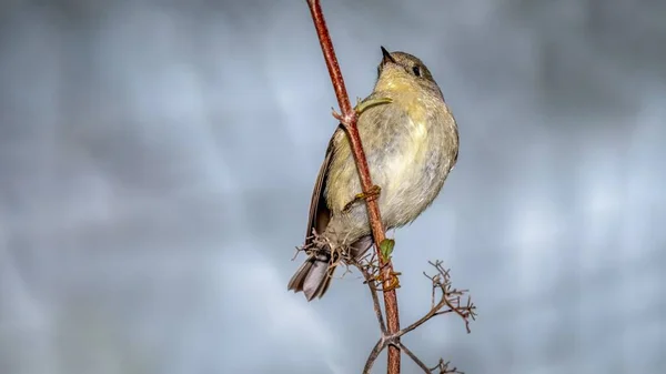 Kinglet Coronado Con Rubíes Disparó Desde Paseo Marítimo Durante Migración — Foto de Stock