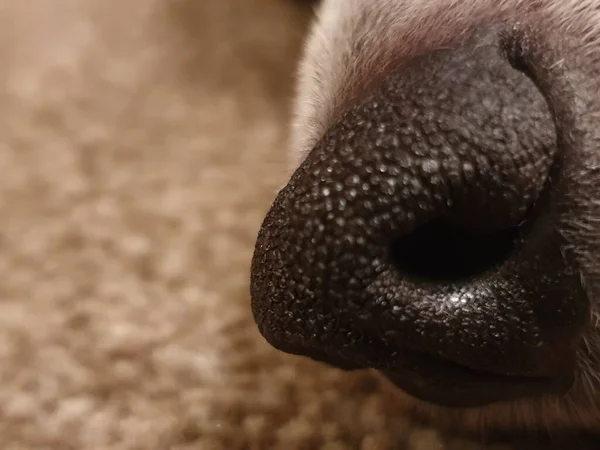 A closeup shot of a dog\'s nose