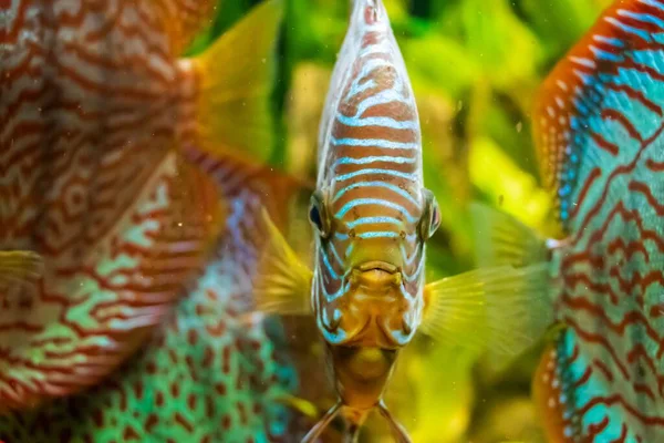 Closeup Underwater Shot Beautiful Brown Discus Fish — Stock Photo, Image