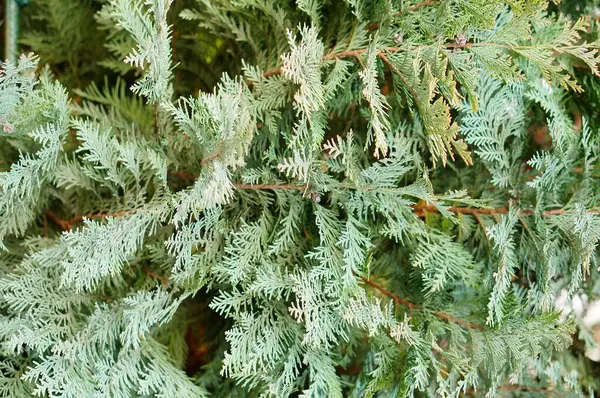 Een Verticaal Close Shot Van Een Groene Dennenboom — Stockfoto