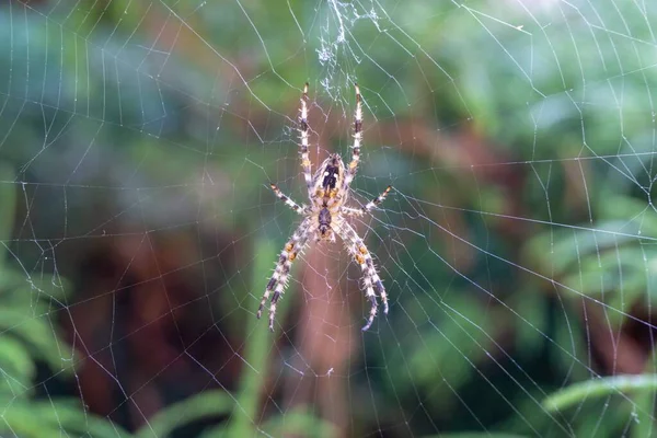 Gros Plan Une Araignée Sur Une Toile Araignée Avec Fond — Photo