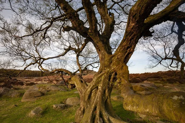 イギリスのピーク地区国立公園のオウラー トールにある古代の木の閉鎖 — ストック写真