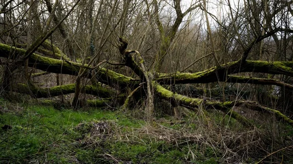 Paysage Effrayant Dans Une Forêt Avec Des Branches Arbres Secs — Photo