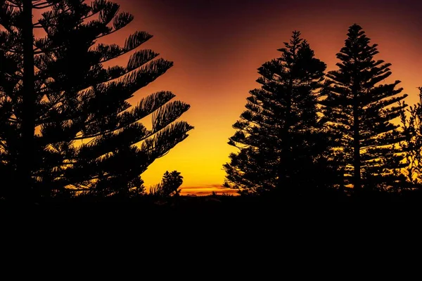 Uma Silhueta Árvores Com Belas Paisagens Pôr Sol Céu Laranja — Fotografia de Stock