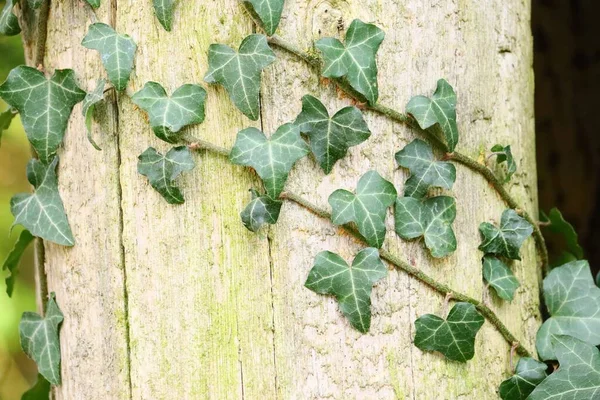 Een Close Van Verschillende Groene Bladeren Een Houten Ondergrond — Stockfoto