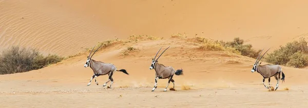 Una Hermosa Foto Tres Oryxes Corriendo Desierto Namib —  Fotos de Stock