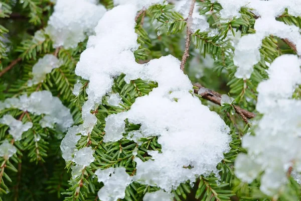 Eine Nahaufnahme Von Immergrünen Blättern Schnee Unter Dem Sonnenlicht — Stockfoto