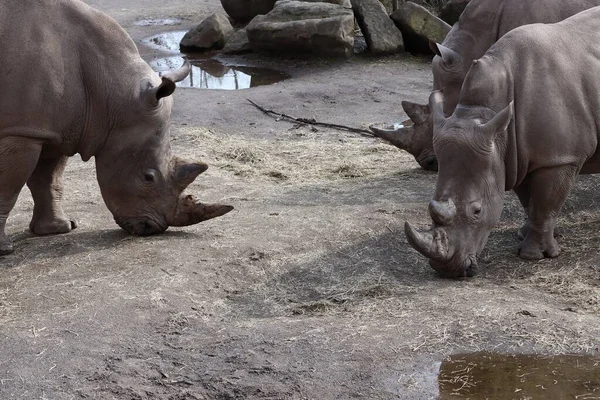 Широкоугольный Снимок Трех Серых Носорогов Гуляющих Парку — стоковое фото