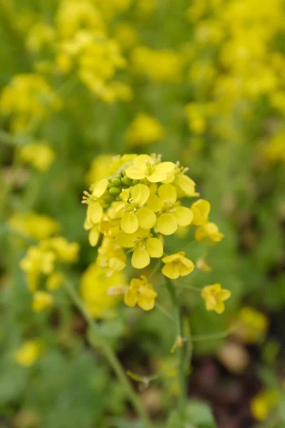 Gündüz Vakti Sarı Yapraklı Bir Çiçeğin Dikey Görüntüsü — Stok fotoğraf