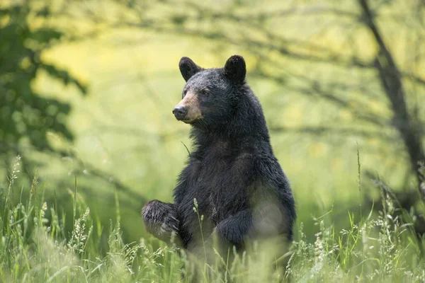 背景がぼやけている森の緑に囲まれた地面に黒いクマが座っています — ストック写真