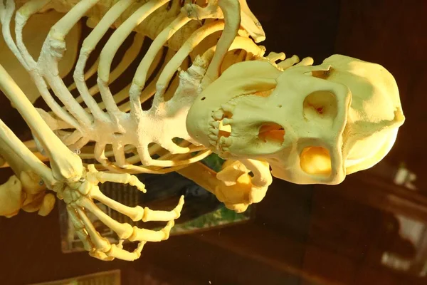 Eine Vertikale Aufnahme Des Skeletts Eines Affen — Stockfoto