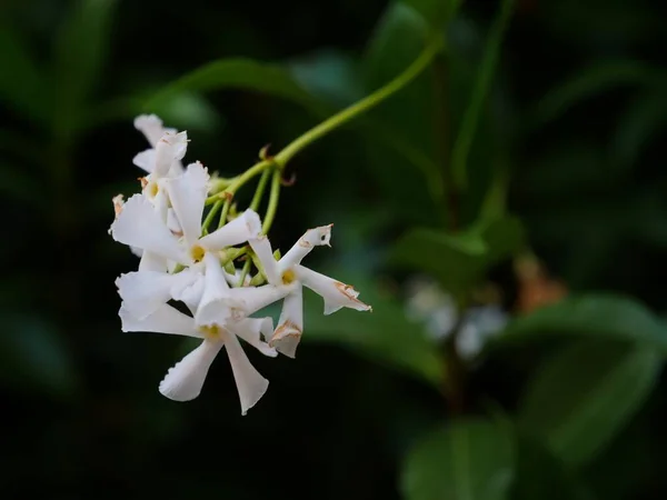 Une Mise Point Sélective Bouquet Fleurs Blanches Avec Une Verdure — Photo