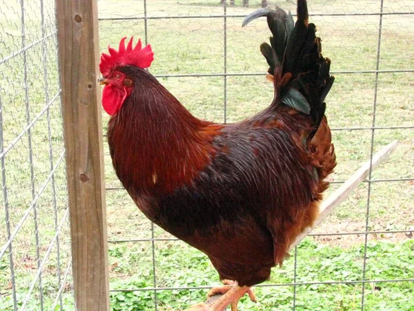 Une Belle Photo Coq Dans Cage — Photo