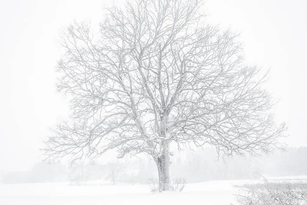 Ett Träd Ett Fält Täckt Snö Snöfallet Vintern Bakgrundskoncept — Stockfoto