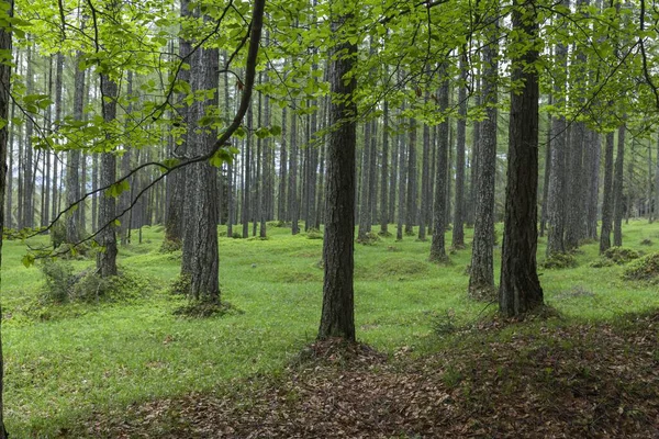 Landschap Van Een Dicht Weelderig Bos Van Een Intens Groen — Stockfoto