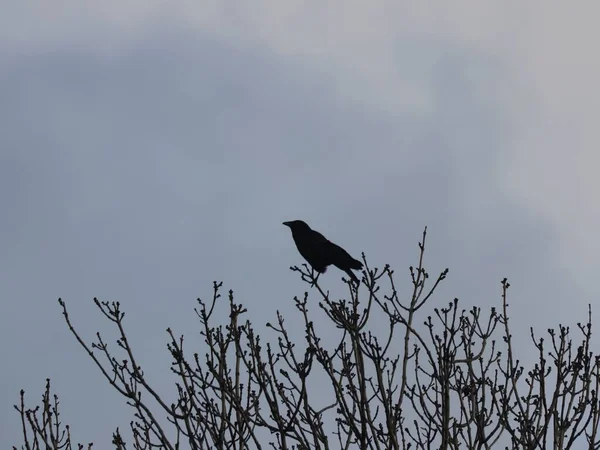 Eine Flache Aufnahme Eines Krähenvogels Der Auf Einem Ast Ruht — Stockfoto