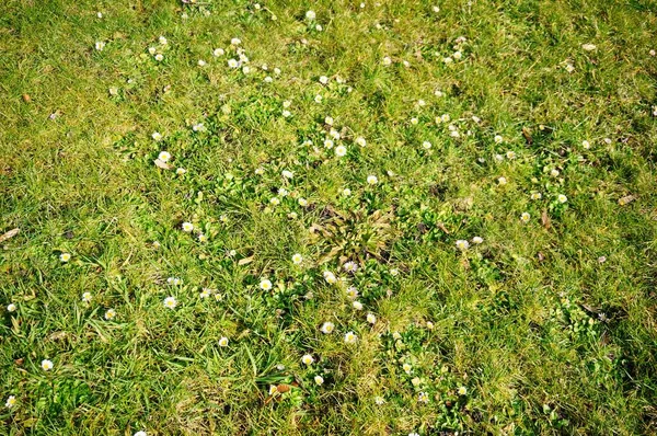Ein Grünes Grasfeld Mit Schönen Winzigen Weißen Blüten — Stockfoto