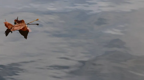 Una Hermosa Toma Una Hoja Marrón Flotando Agua Del Lago —  Fotos de Stock