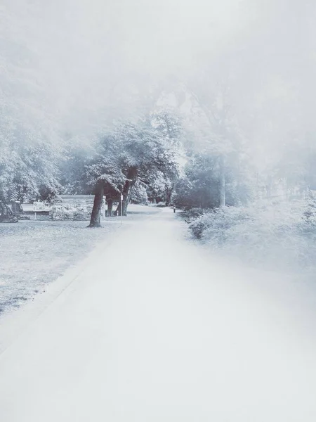 一条被浓雾笼罩的浓密树木环绕的雪覆盖的小径的垂直截图 — 图库照片