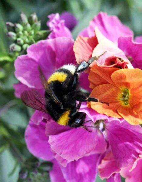 Egy Közelkép Egy Méhről Amint Egy Virágon — Stock Fotó