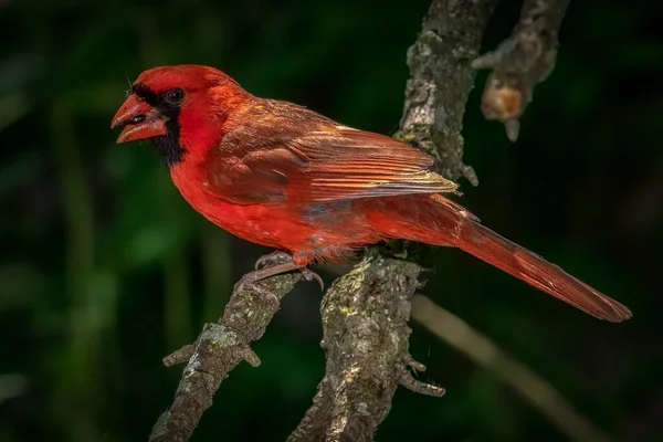 Northern Cardinal Schoss Während Der Frühjahrswanderung Magee Marsh Wildlife Area — Stockfoto