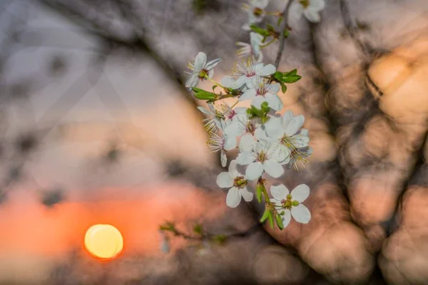 Las Hermosas Flores Blancas Una Rama Árbol Una Puesta Sol — Foto de Stock