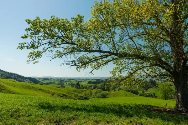 Ogromna Zielona Dolina Błękitnym Niebem Obszarach Wiejskich — Zdjęcie stockowe