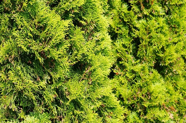 Вибірковий Знімок Фокусу Зеленого Садового Дерева Покритого Сонячним Світлом — стокове фото