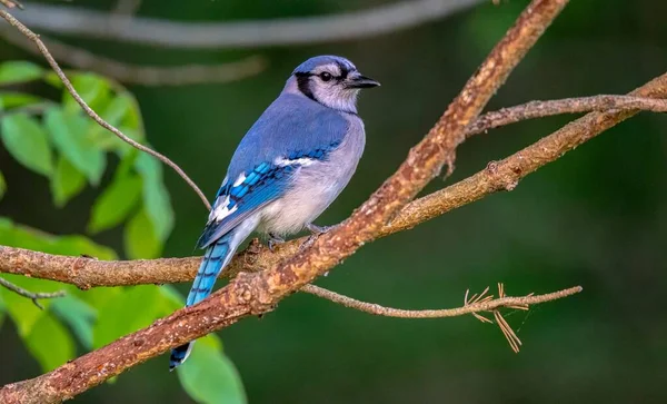 Blue Jay Sedí Nádherný Letní Den — Stock fotografie