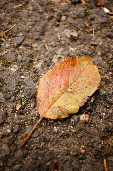 Gros Plan Vertical Angle Élevé Une Feuille Automne Rouge Tombée — Photo