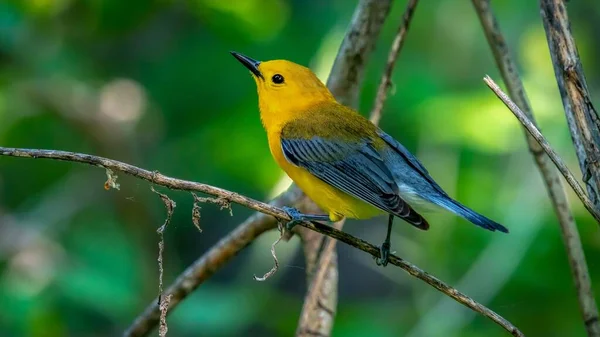 Prothonotary Warbler Shot Boardwalk Spring Migration Magee Marsh Wildlife Area — Stock Photo, Image