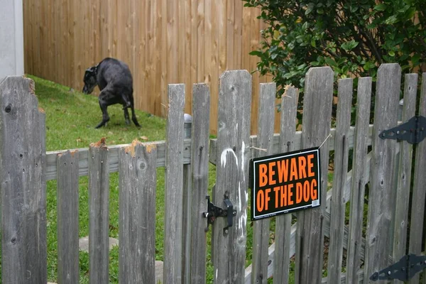 Black Dog Pooping Lawn Signage Beware Dog Wooden Fence — Stock Photo, Image