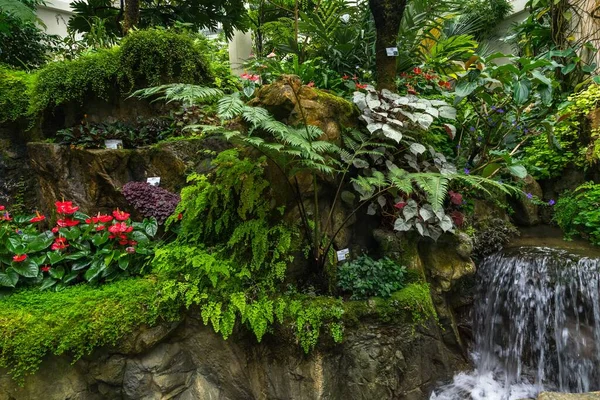 Hong Kong Bir Parkta Bitkilerle Çevrili Güzel Bir Şelale Görüntüsü — Stok fotoğraf