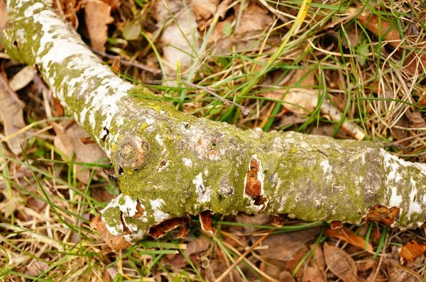 Gros Plan Une Branche Arbre Sur Sol Plein Herbe — Photo