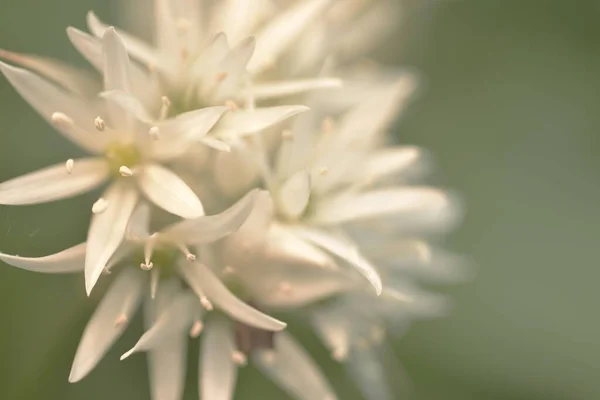 Closeup Shot Ramson White Flower Daytime Stock Picture