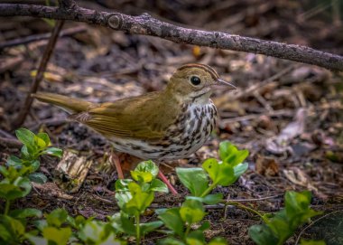 Ovenbird shot off the Boardwalk during Spring migration at Magee Marsh Wildlife Area in Oak Harbor, Oh clipart