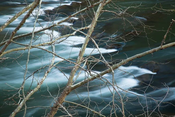 Rami Albero Bare Strapiombo Sul Ramo Sud Del Fiume Potomac — Foto Stock