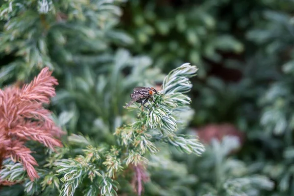 背景模糊的绿色植物上苍蝇的特写镜头 — 图库照片