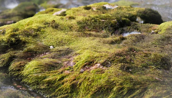 Uno Scatto Selettivo Una Roccia Ricoperta Muschio Verde — Foto Stock