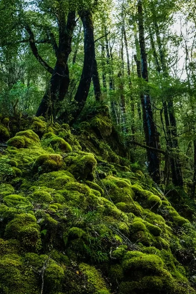 Belo Tiro Natureza Exuberante Floresta Perfeito Para Fundo — Fotografia de Stock