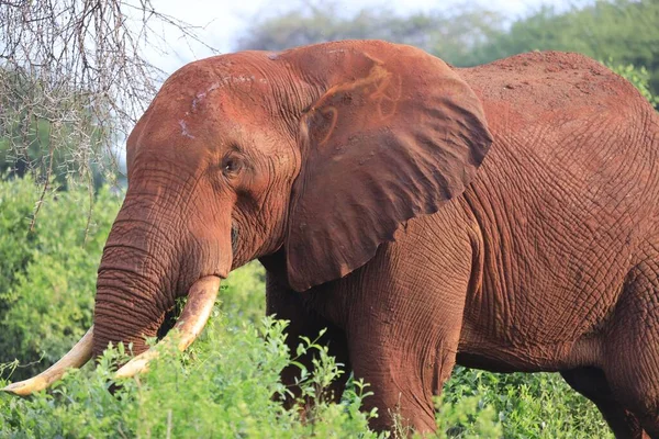 Elefante Caminhando Parque Nacional Tsavo East Quênia África — Fotografia de Stock