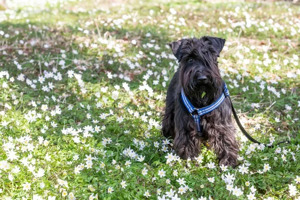 Een Zwart Schattig Miniatuur Schnauzer Een Park — Stockfoto