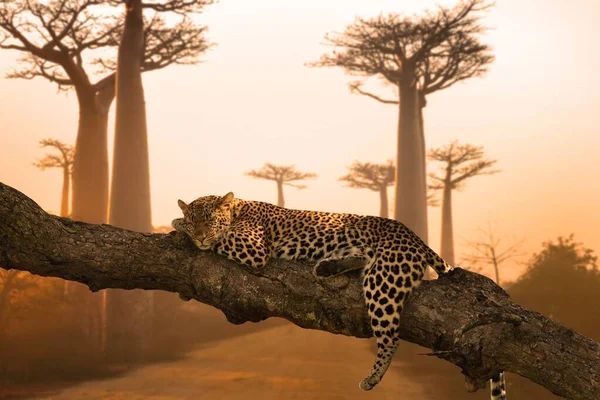 Красивый Снимок Леопарда Спящего Дереве Отличный Фон — стоковое фото